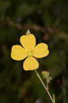 Narrowleaf primrose-willow